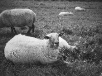 Hallo Schaf  CHINON Auto 3001 Multi Auto Focus, Kentmere Pan 100  - 15.04.2026 -