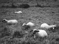 Kleine Herde  CHINON Auto 3001 Multi Auto Focus, Kentmere Pan 100  - 15.04.2026 -