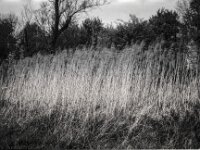 Schilf  CHINON Auto 3001 Multi Auto Focus, Kentmere Pan 100  - 15.04.2026 -