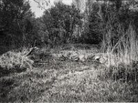 Gefällt  CHINON Auto 3001 Multi Auto Focus, Kentmere Pan 100  - 15.04.2026 -