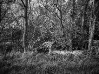 Altes Sturmopfer  CHINON Auto 3001 Multi Auto Focus, Kentmere Pan 100  - 15.04.2026 -