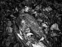 Mäusebussard. Er wurde sehr wahrscheinlich vergiftet.  iPhone 17 pro Max  22.01.2026 -