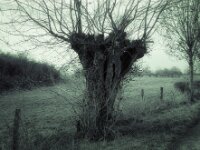 Kopfweide im Rheinbereich bei Orsoy  Fuji GW 690 III, KODAK TRI-X 400  - 22.01.2026