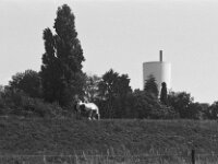 Pferd auf dem Deich  Pentax Super A, SMC Pentax FA 1.8/77 Limited, ADOX CHS 100 II   - 22.05.2026 -