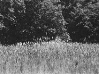 Schilf  Pentax Super A, SMC Pentax FA 1.8/77 Limited, ADOX CHS 100 II   - 22.05.2026 -