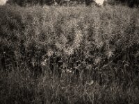 Raps  CHINON AUTO 3001 Multifocus, ADOX CHS 100II  - 24.05.2026 -