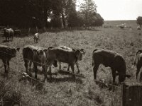 Neugieriger Nachwuchs  CHINON AUTO 3001 Multifocus, ADOX CHS 100II  - 24.05.2026 -