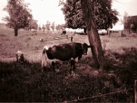 Nachwuchs  CHINON AUTO 3001 Multifocus, ADOX CHS 100II  - 24.05.2026 -