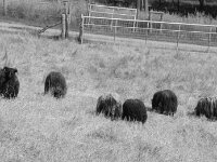 Schafe am Deich  Pentax K-3 Mark III Monochrome, SMC PENTAX-FA 1.9/43 Limited  - 26.05.2026 -