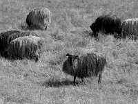 Langes Fell und Neugier  Pentax K-3 Mark III Monochrome, SMC PENTAX-FA 1.9/43 Limited  - 26.05.2026 -