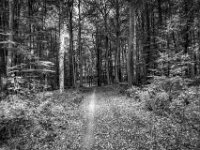 Waldweg in der Hees  Pentax K-3 Mark III Monochrome, HD PENTAX - D FA  2.8/24-70 ED SDM WR  -26.08.2026 -