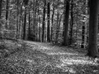 Der Wald hat bereits Herbst im August  Pentax K-3 Mark III Monochrome, HD PENTAX - D FA  2.8/24-70 ED SDM WR  -26.08.2026 -