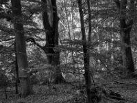 Alte Bäume, starke Stämme  Pentax K-3 Mark III Monochrome, HD PENTAX - D FA  2.8/24-70 ED SDM WR  -26.08.2026 -