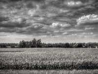 Niederrheinische Landschaft  Pentax K-3 Mark III Monochrome, HD PENTAX - D FA  2.8/24-70 ED SDM WR  -26.08.2026 -