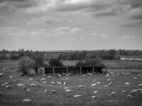 Schafe in den Rheinwiesen  Pentax K-3 Mark III Monochrome, HD PENTAX - D FA  2.8/24-70 ED SDM WR  -26.08.2026 -
