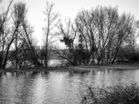 Uferbäume  PENTAX K-3 Mark III Monochrome, SMC PENTAX-FA 1.9/43 Limited  - 26.02.2026 -