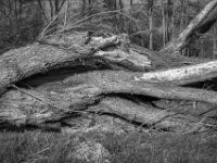 Gestürzte Größe  PENTAX K-3 Mark III Monochrome, SMC PENTAX-FA 1.9/43 Limited  - 26.02.2026 -