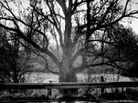 Straßenwächter  PENTAX K-3 Mark III Monochrome, SMC PENTAX-FA 1.9/43 Limited  - 26.02.2026 -