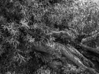 Spinnennetz  Pentax K-3 Mark III Monochrome, SMC PENTAX-FA 1.9/43 Limited  - 28.09.2026 -