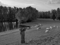 Naturschutzgebiet Lippemündung  Pentax K-3 Mark III Monochrome, SMC PENTAX-FA 1.9/43 Limited  - 28.09.2026 -