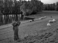 Landschaftspflege  Pentax K-3 Mark III Monochrome, SMC PENTAX-FA 1.9/43 Limited  - 28.09.2026 -