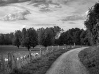 Weg am Lippe Naturschutz  Pentax K-3 Mark III Monochrome, SMC PENTAX-FA 1.9/43 Limited  - 28.09.2026 -