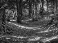 Waldweg in Testerberge  Pentax K-3 Mark III Monochrome, SMC PENTAX-FA 1.9/43 Limited  - 28.09.2026 -