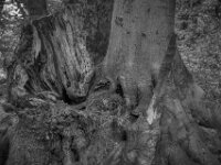 Gezeichnet  Pentax K-3 Mark III Monochrome, SMC PENTAX-FA 1.9/43 Limited  - 28.09.2026 -