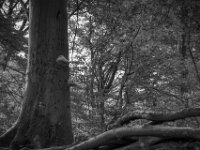 Baumpilz und Zeichen  Pentax K-3 Mark III Monochrome, SMC PENTAX-FA 1.9/43 Limited  - 28.09.2026 -