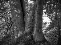 Was hat der Baum schon alles ertragen müssen  Pentax K-3 Mark III Monochrome, SMC PENTAX-FA 1.9/43 Limited  - 28.09.2026 -