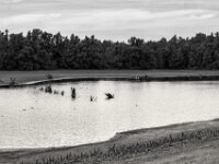 Das Vogelrückzugsgebiet schrumpft  Pentax K-3 Mark III Monochrome, SMC PENTAX-FA 1.9/43 Limited  - 28.09.2026 -