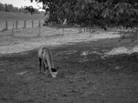 Alpaka  Pentax K-3 Mark III Monochrome, HD PENTAX - DA* 2.8/16-50 ED PLM AW  - 30.09.2026 -