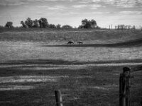 Zu zweit auf trockener Weide  Pentax K-3 Mark III Monochrome, HD PENTAX - DA* 2.8/16-50 ED PLM AW  - 30.09.2026 -