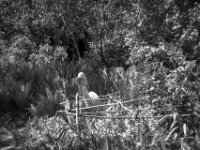 Der Reiher am Teich  PENTAX K-3 Mark III Monochrome, HD PENTAX - D FA* 1.4/50 SDM AW -22.04.2026 -