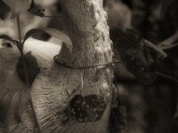 Schlinge um den Hals  PENTAX K-3 Mark III Monochrome, HD PENTAX - D FA* 2.8/70-200 ED DC AW   - 09.08.2026 -