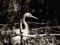 Reiher Mystik  Fuji GS 645 S prof.WIDE 60, ADOX CHS 100II@400  -08.04.2026 -