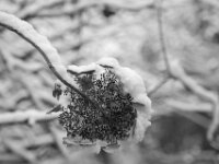 Schöne Schneeblüte  PENTAX K-3 Mark III Monochrome, HD PENTAX - DA* 2.8/16-50 ED PLM AW  - 29.01.2026 -