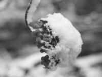 Hortensienblüte  PENTAX K-3 Mark III Monochrome, HD PENTAX - DA* 2.8/16-50 ED PLM AW  - 29.01.2026 -