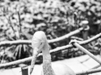 Schneereiher  PENTAX K-3 Mark III Monochrome, HD PENTAX - DA* 2.8/16-50 ED PLM AW  - 29.01.2026 -