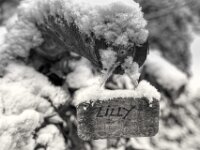 Erinnerung  PENTAX K-3 Mark III Monochrome, HD PENTAX - DA* 2.8/16-50 ED PLM AW  - 29.01.2026 -