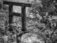 Torri im Vorgarten  PENTAX K-3 Mark III Monochrome, SMC PENTAX-FA 1.8/31 AL Limited  - 28.02.2026 -