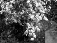 Magnolie  PENTAX K-3 Mark III Monochrome, HD PENTAX - D FA* 2.8/70-200 ED DC AW  - 28.03.2026