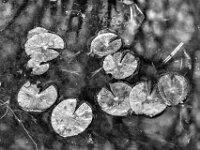 Seerosenblätter im Gartenteich  PENTAX K-3 Mark III Monochrome, HD PENTAX - D FA* 2.8/70-200 ED DC AW  - 28.03.2026