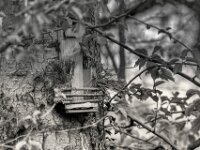 Eichhörnchen Futterstelle  PENTAX K-3 Mark III Monochrome, HD PENTAX - D FA* 2.8/70-200 ED DC AW  - 28.03.2026