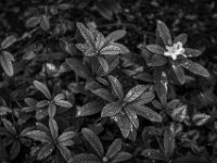 Blüte im Schatten  PENTAX K-3 Mark III Monochrome, HD PENTAX - D FA* 1.4/50 SDM AW -22.04.2026 -