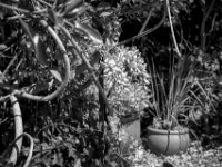 Blüten  PENTAX K-3 Mark III Monochrome, HD PENTAX - D FA* 1.4/50 SDM AW -22.04.2026 -