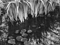 Frösche im Gartenteich  Yashica FR I, Zeiss Planar 1.4/50, ADOX CHS 100II   -10.04.2026 -