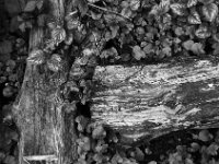 Baum Vergänglichkeit  Yashica FR I, Zeiss Planar 1.4/50, ADOX CHS 100II   -10.04.2026 -