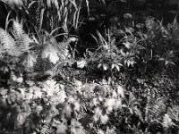 Wo ist der Frosch ?  CHINON Auto 3001 Multi Auto Focus, Kentmere Pan 100  - 15.04.2026 -