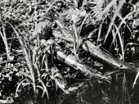 Teichfrösche  Yashica FR I, Zeiss Planar 1.4/50, ADOX CHS 100II   -10.04.2026 -